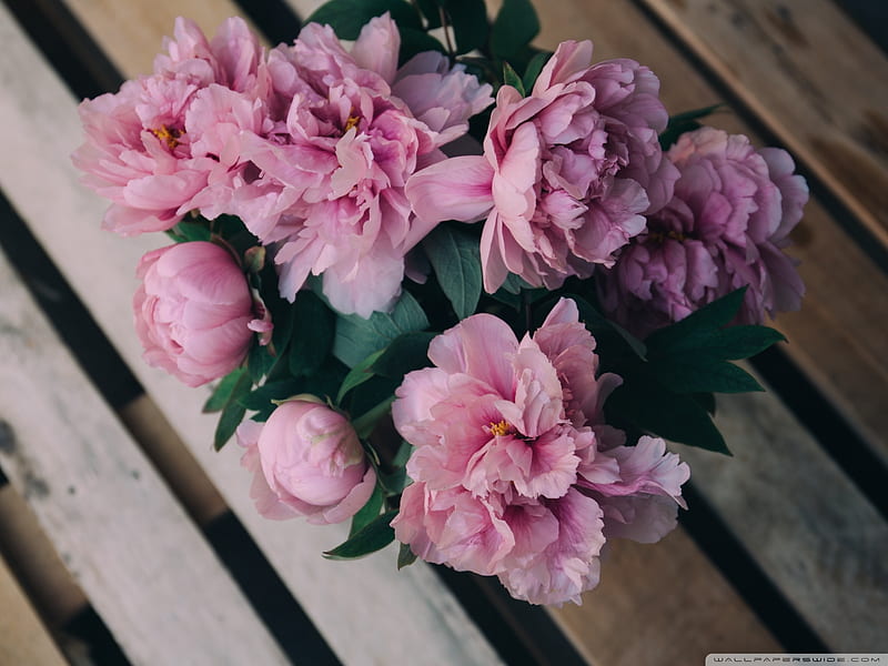Peonías rosas en florero, florero, flores, naturaleza, rosa, peonías, Fondo  de pantalla HD | Peakpx