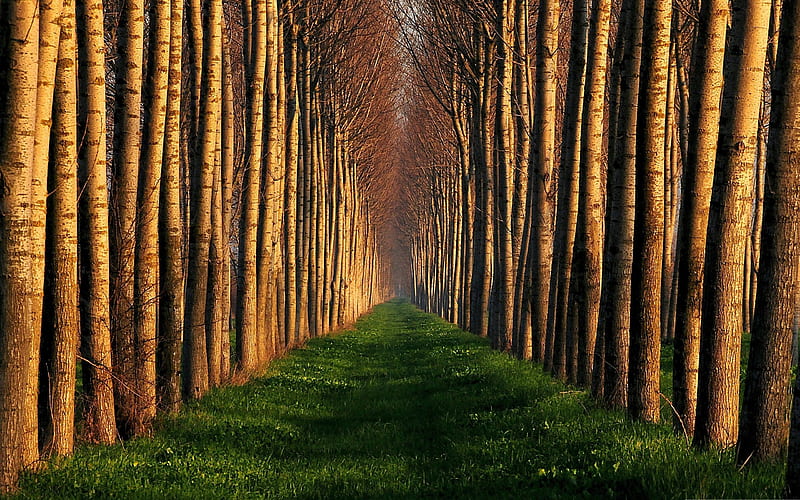 path lined with trees-Nature, HD wallpaper