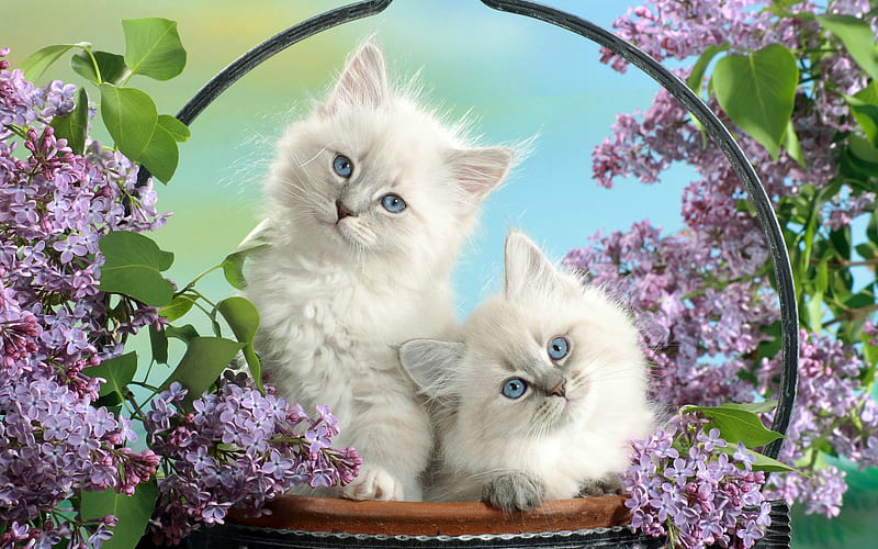 Basket of small white-fun cat, HD wallpaper