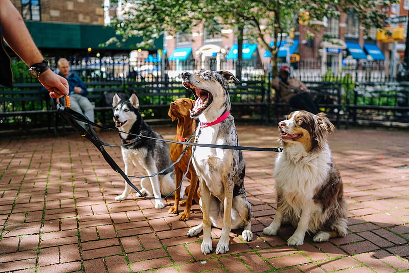 four dogs on park, HD wallpaper