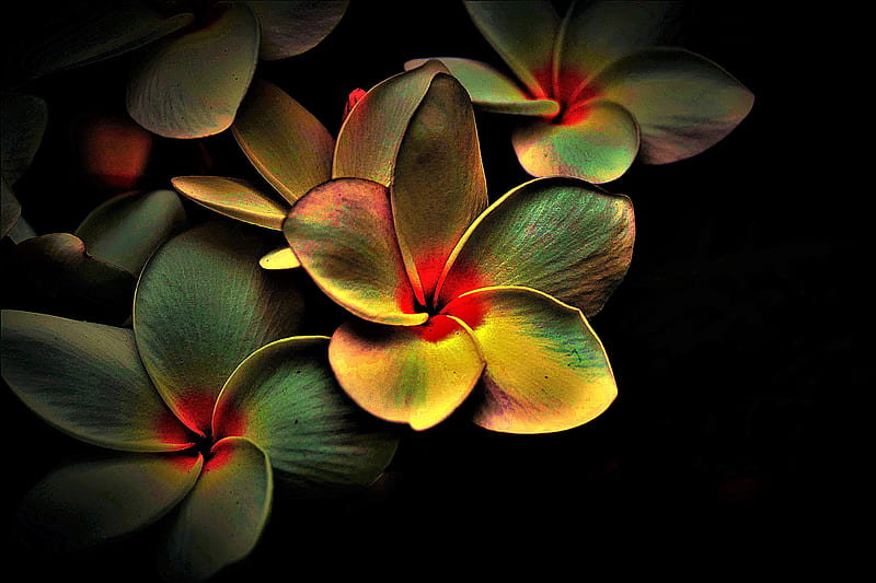 Plumeria, Abstract, Flowers, Colourful, HD wallpaper