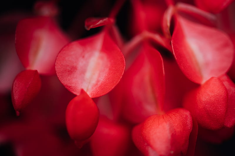red flower buds in close up graphy, HD wallpaper