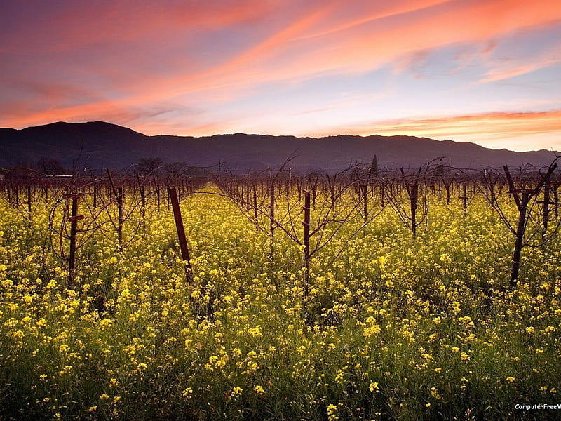 Sunset and Wild Mustard Napa Valley Vineyards California, sunset, evening, HD wallpaper