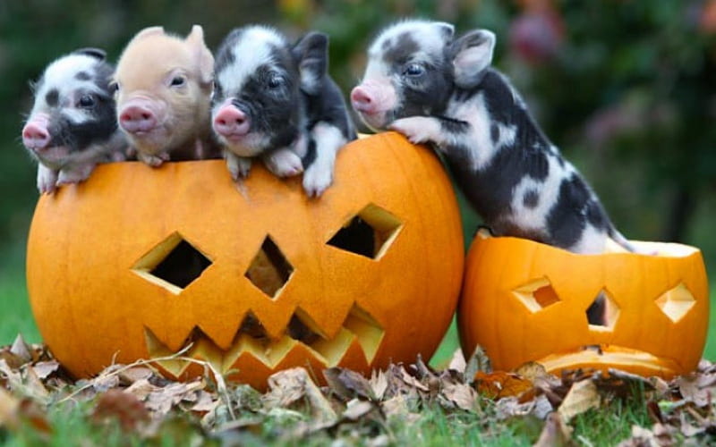 Special Guests, cute, pigs, halloween, funny, pumpkins, HD wallpaper