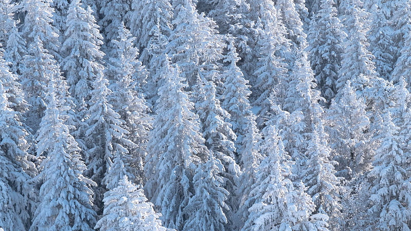 Snow Covered Forest Pine Trees Nature, HD wallpaper