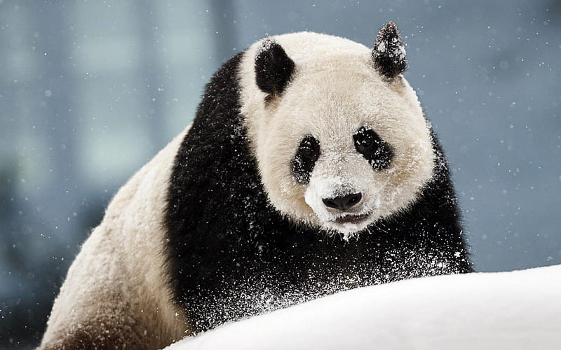 Panda, snowdrifts, Lumi, Giant panda, Finland, zoo, pandas, Ailuropoda, HD wallpaper