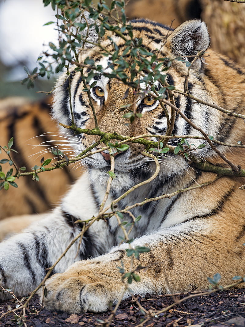 tiger, predator, glance, big cat, HD phone wallpaper