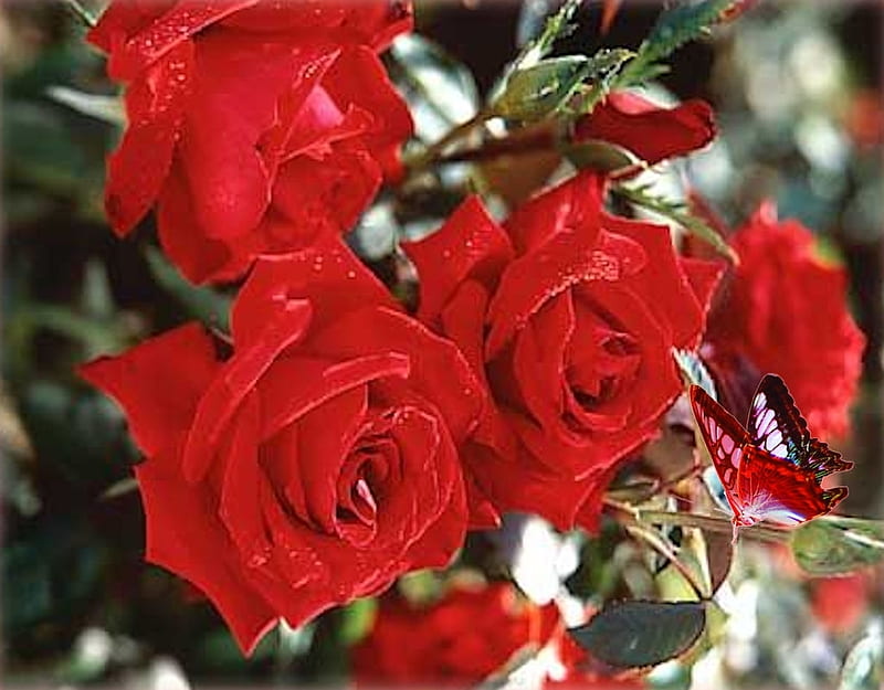 Roses, flower, red, cesar chavez, rose, HD wallpaper