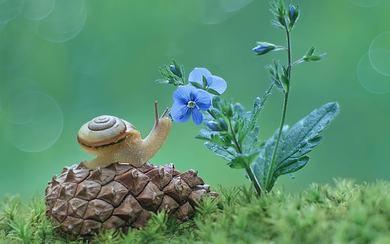 Snail, Cone and Flower, flower, cone, snail, animal, HD wallpaper