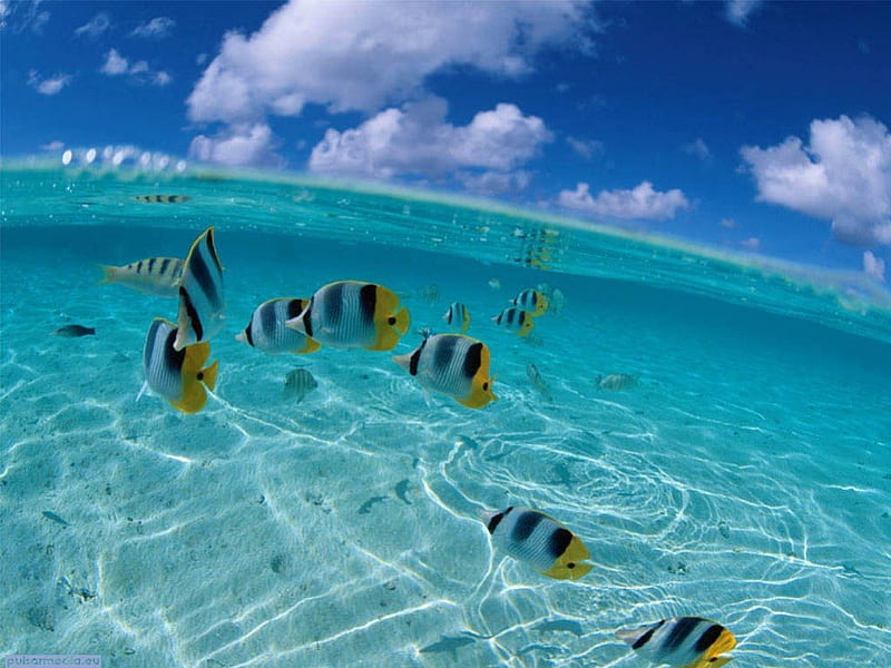 Clear Blue Water Ocean Life, ocean life, clear blue sea, fish, animal, HD wallpaper