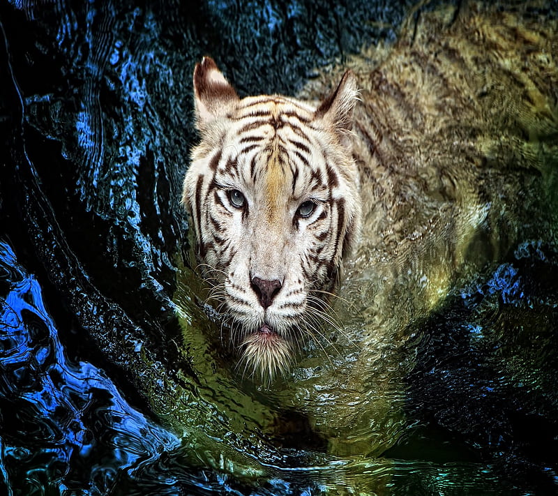 white Tiger, water, HD wallpaper