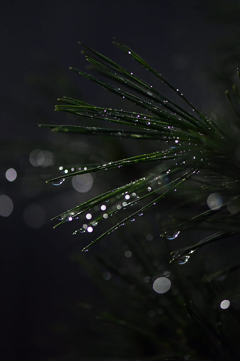 bonsai, needles, wet, drops, moisture, bokeh, HD phone wallpaper