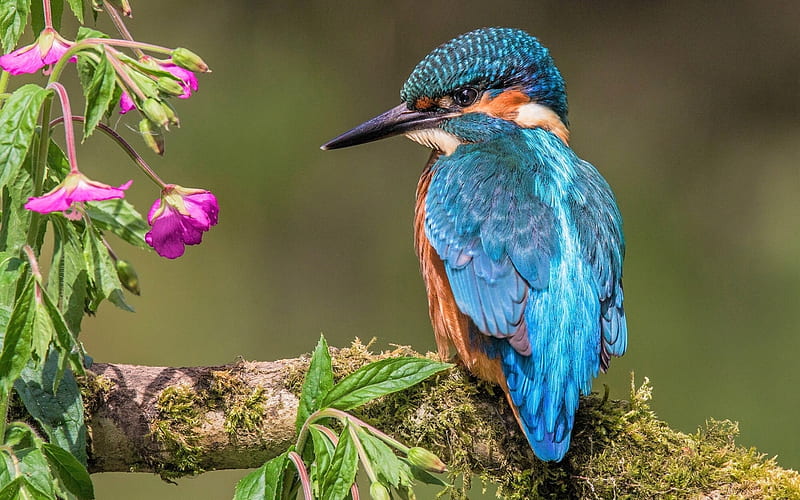 Kingfisher, blue bird, close-up, wildlife, small bird, Alcedinidae, HD wallpaper
