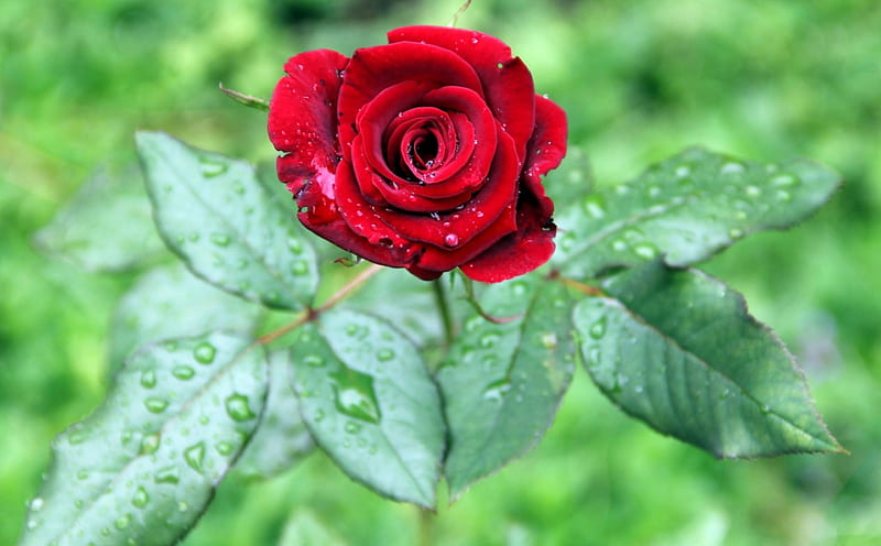Rose, drop, flower, dew, leaf, HD wallpaper