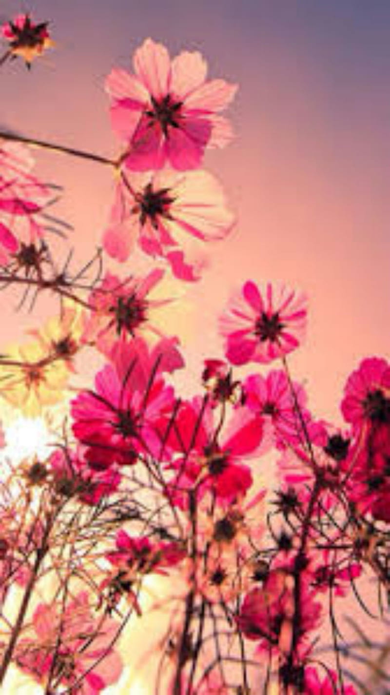 Pink petals, flowers, peyals, sunny, spring, nature, growing, stems, summer, HD phone wallpaper