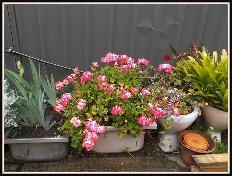 PINK GERANIUMS, FLOWERS, GERANIUM, PINK, HD wallpaper | Peakpx