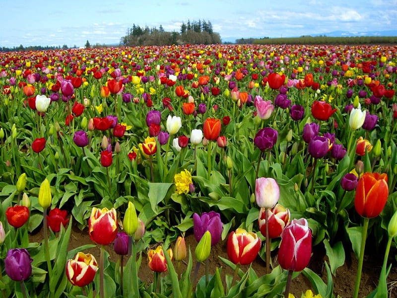 Sea of tulips, pretty, colorful, lovely, bonito, carpet, sky, freshness, sea, summer, flowers, tulips, field, meadow, HD wallpaper