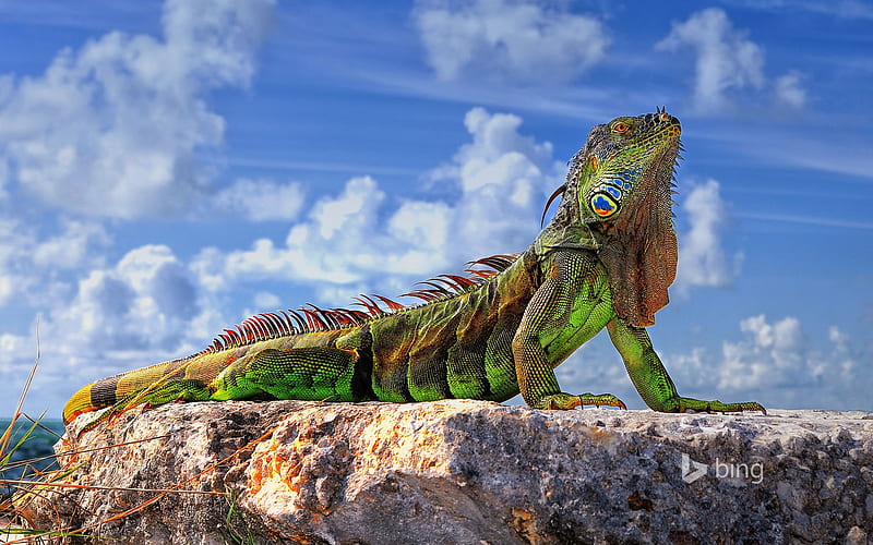 Chameleon rock-Bing theme, HD wallpaper