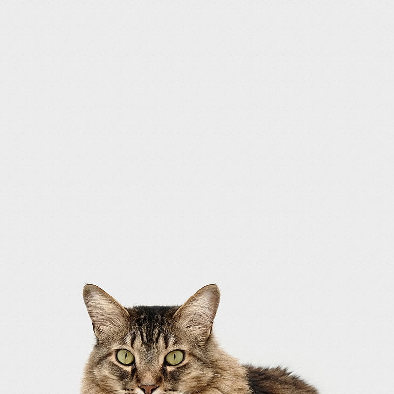brown and white tabby cat, HD phone wallpaper