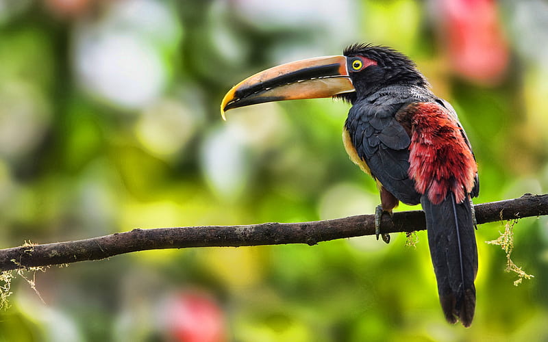 toucan, bokeh, jungle, wildlife, exotic birds, forest, Ramphastidae, HD wallpaper
