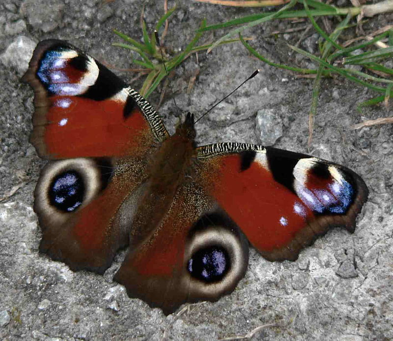 Peacock Butterfly, HD wallpaper