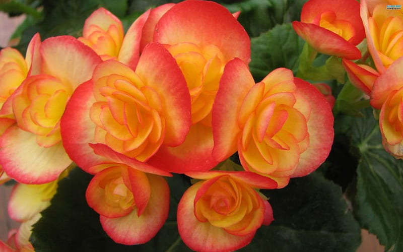 ~The Exquisite Begonia~, pretty, orange, flowers, Begonia, spring, pink, HD wallpaper