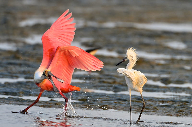 Roseate Spoonbill And Reddish Egret, Water, Pink, White, Animal, Birds, HD wallpaper