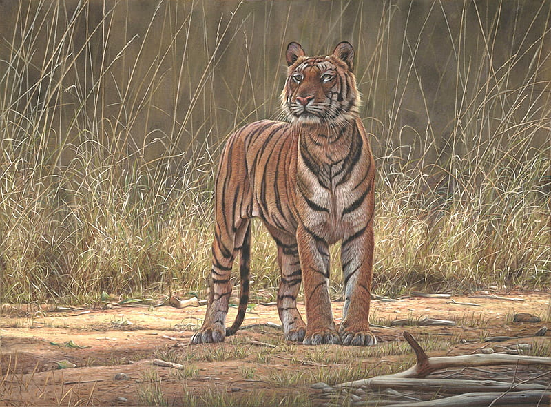 Watching Tiger, painting, nature, tiger, animal, HD wallpaper