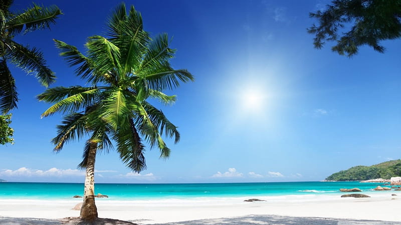 Sunny beach, sun, sunny, shine, palm, sea, beach, exoti, sand, tropic, light, blue, ocean, sunlight, waves, sky, tree, water, summer, sunshine, island, nature, scene, palm tree, landscape, coast, HD wallpaper