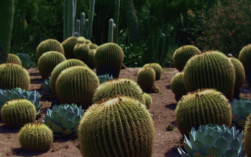 Cactus plant-City LOMO, HD wallpaper