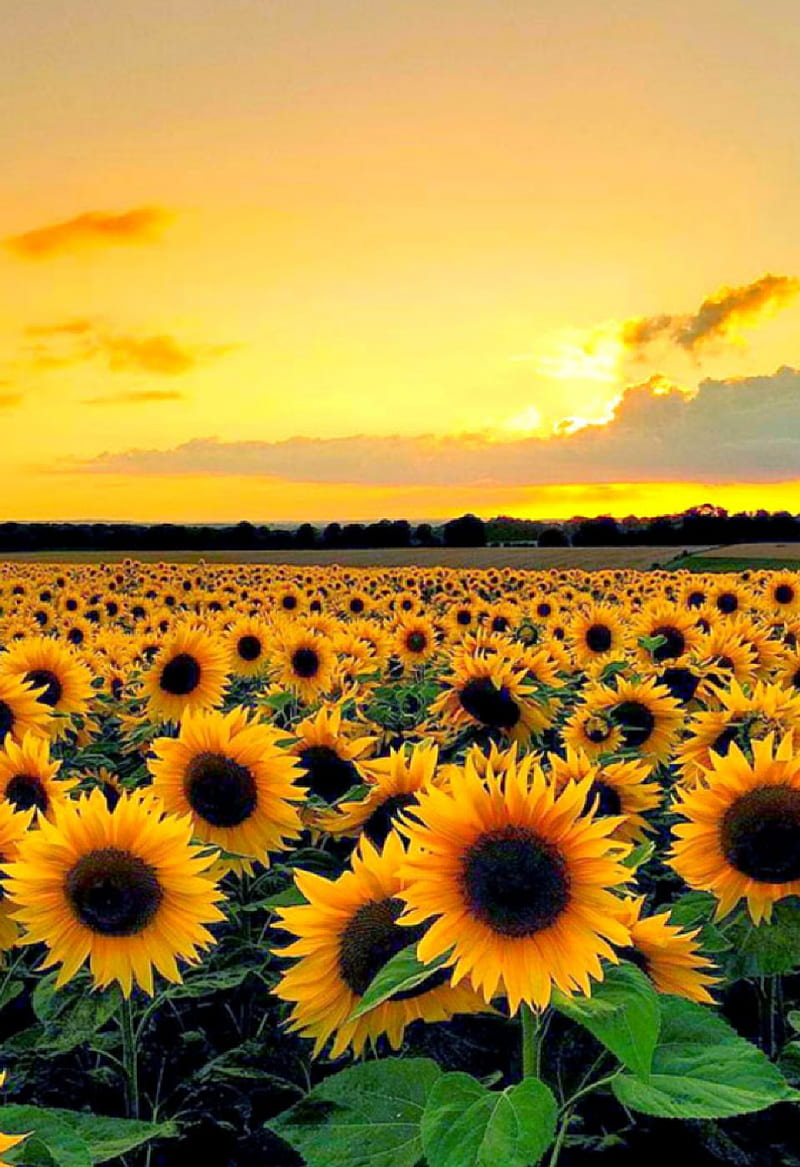 Sunflower sunset, sunflower, sunflowers, sunset, yellow, HD phone wallpaper  | Peakpx