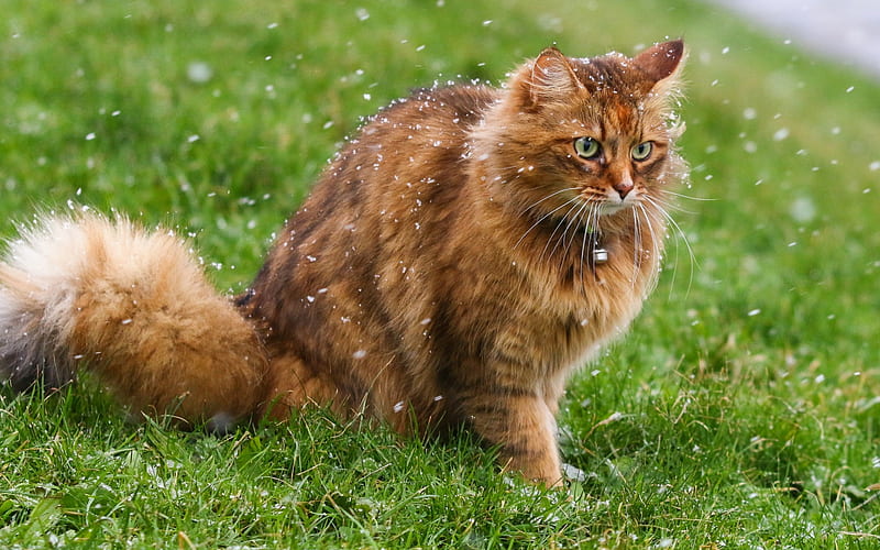brown fluffy cat, green grass, snow, pets, cats, HD wallpaper