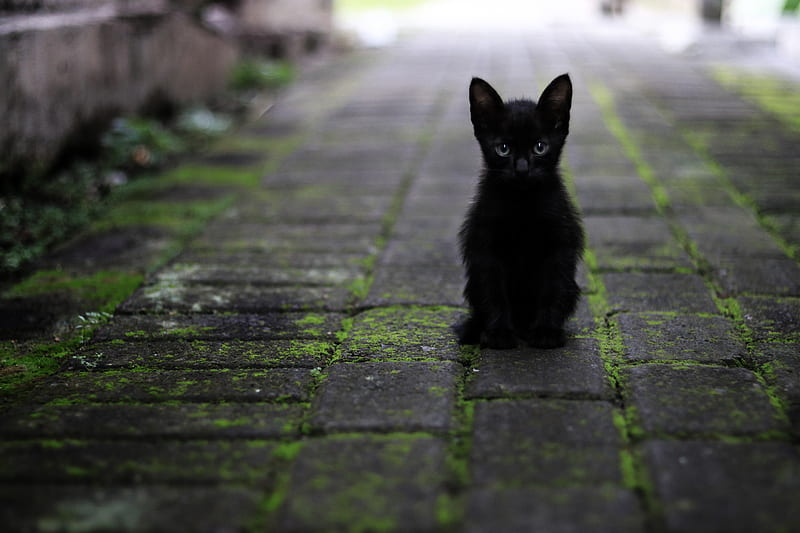 Black Kitten , bricks, cat, cats, cuddly, cute, missing, mysterious, HD wallpaper