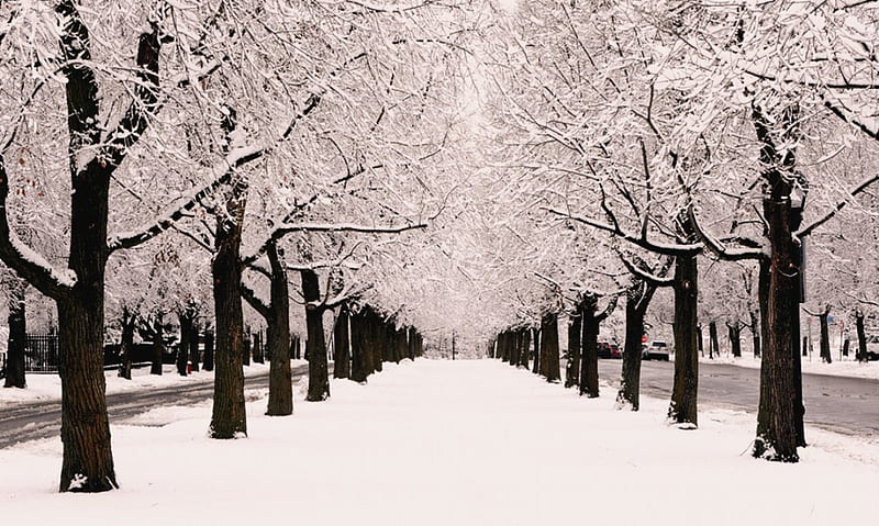 Crystal, amazing, snow, trees, winter, HD wallpaper
