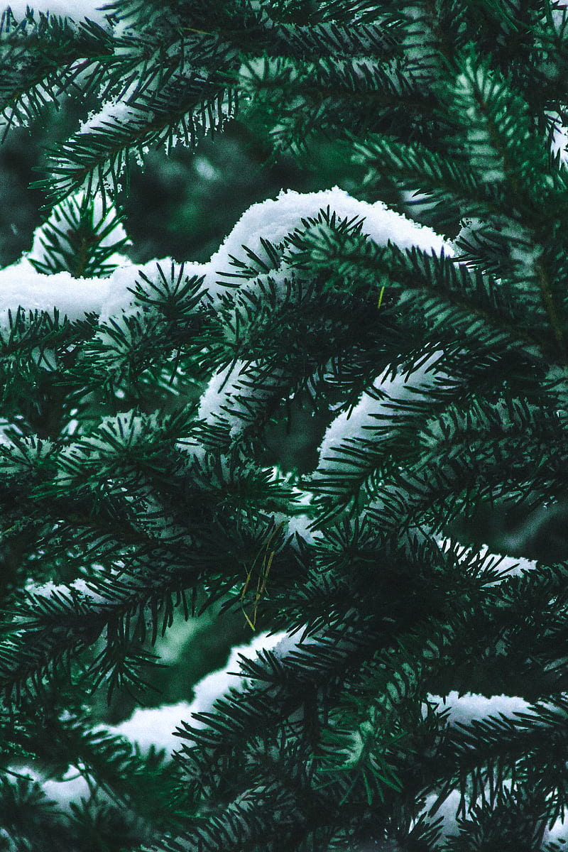 spruce, branch, snow, winter, needles, bush, HD phone wallpaper