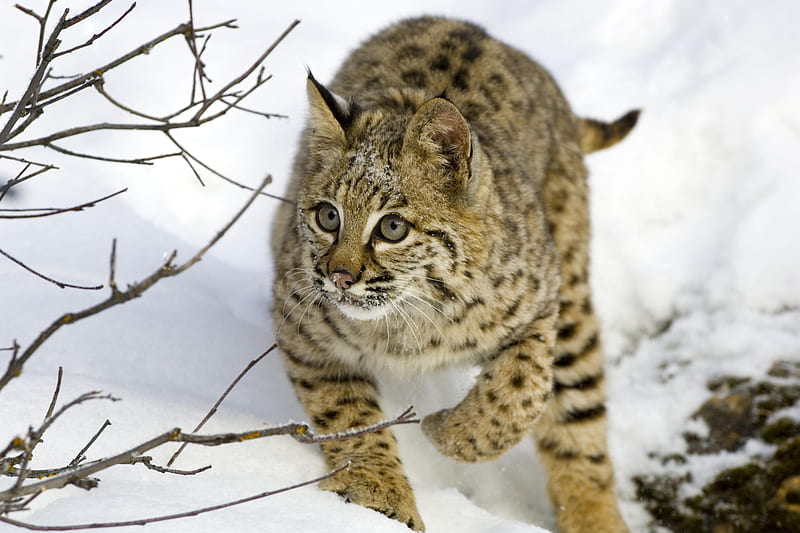 Bobcat in Snow, big cat, snow, nature, trees, bobcats, cats, HD wallpaper