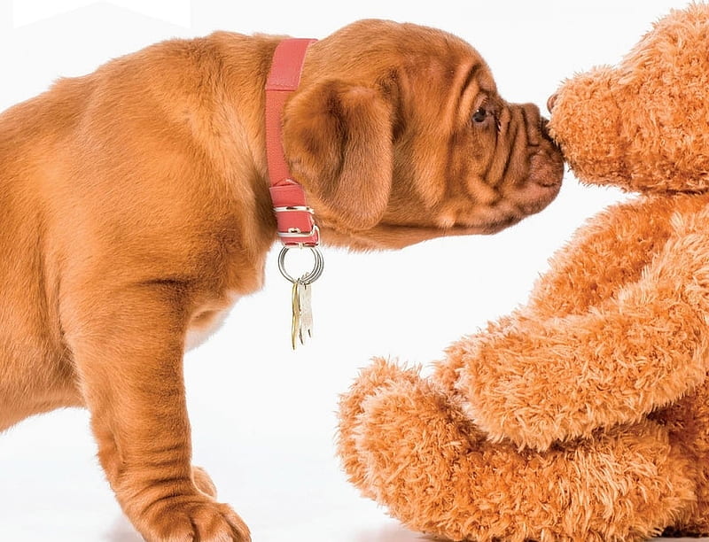 kissing teddy bear dog