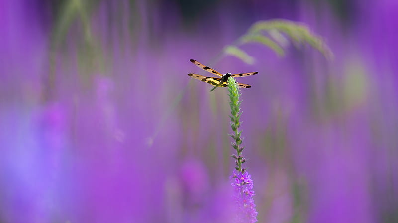 Insects, Dragonfly, Flower, Insect, HD wallpaper