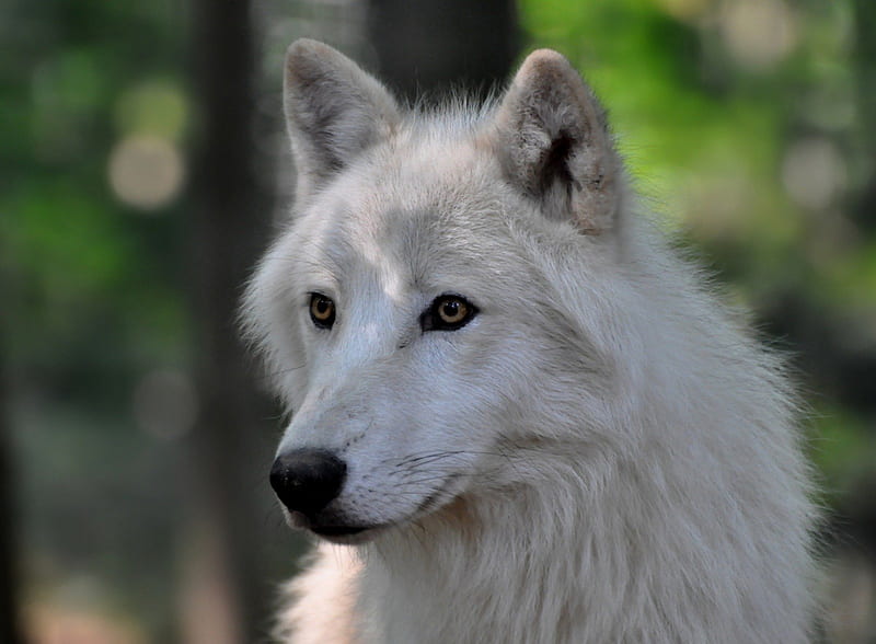 WHITE WOLVE, zoo, wolf, wolve, schoenbrunn, HD wallpaper