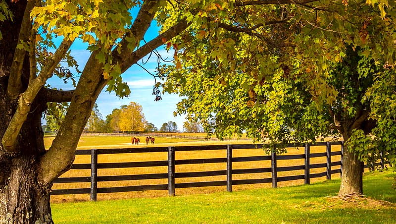 Horses at horsefarm, tree, foliage, fall, farm, peaceful, meadow, beautiful, horses, fence, animals, autumn, branches, countryside, HD wallpaper