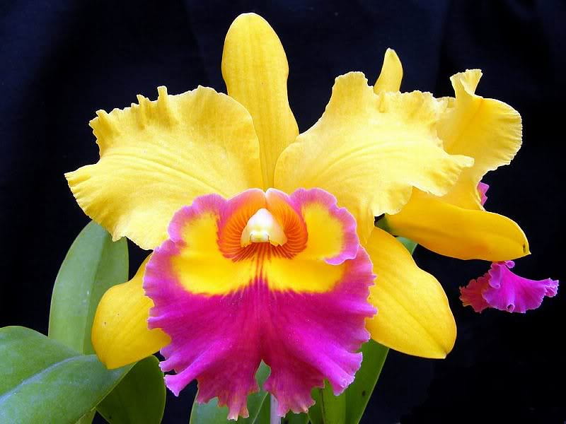 Yellow and Purple Orchid, flower, yellow, purple, orchid, HD wallpaper