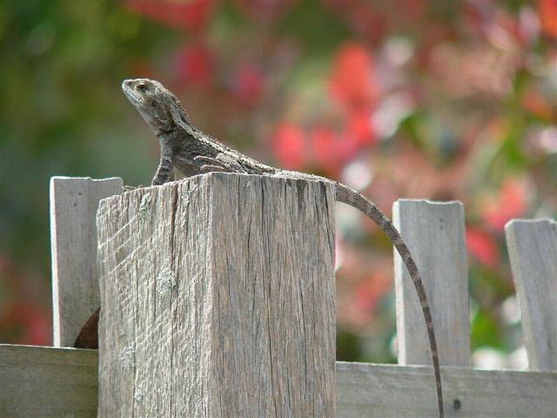 SITTING PRETTY, fence, pretty, post, lizard, HD wallpaper