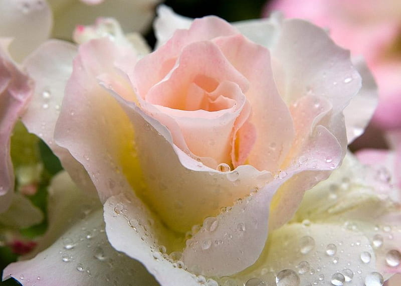 rose, raindrops, flower, white, pink, HD wallpaper