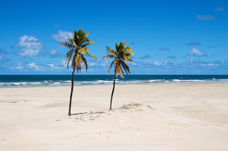 beach, palm trees, sand, sea, summer, HD wallpaper