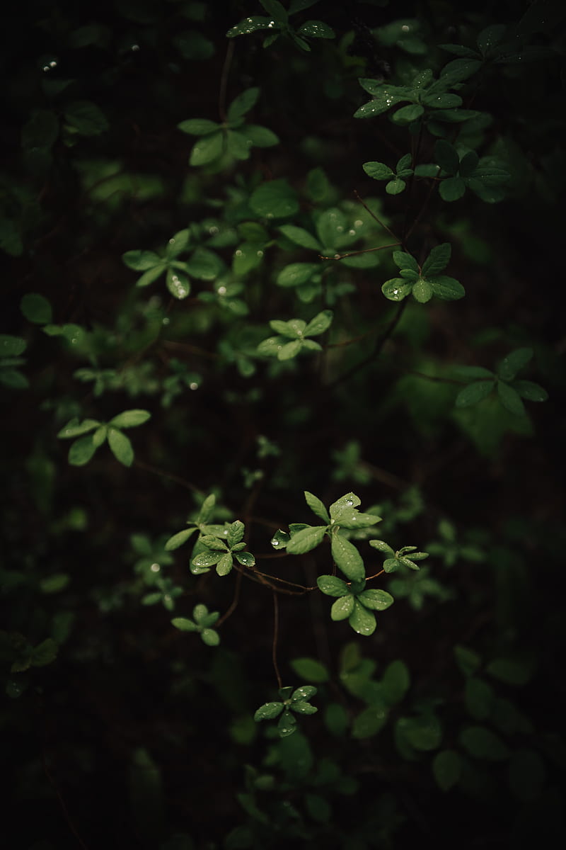leaves, dew, macro, plant, bush, HD phone wallpaper