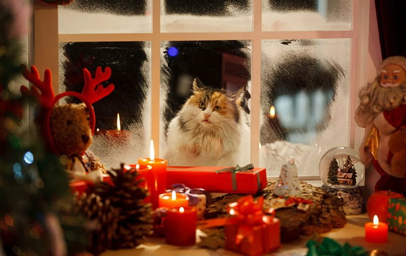 Merry Christmas, Christmas, candle, window, gift, cat, animal, HD wallpaper