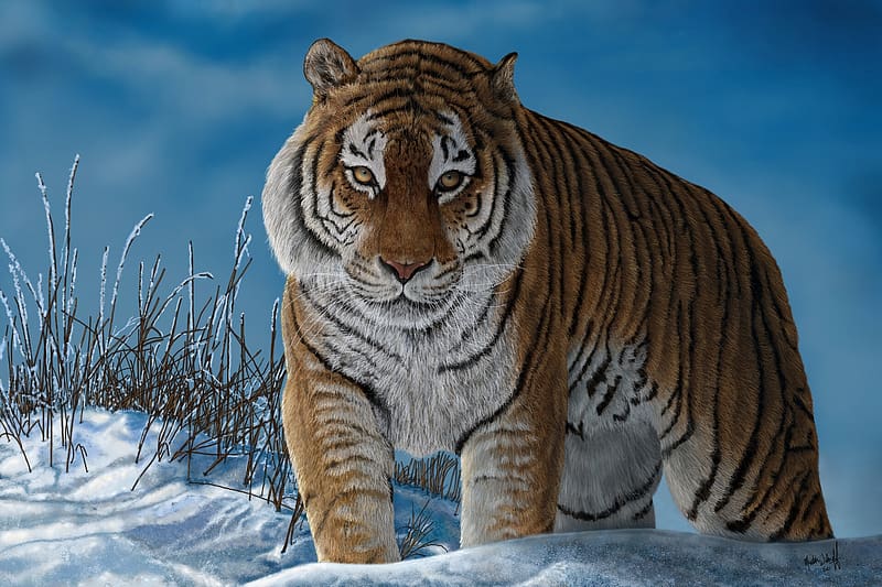 Tiger, animal, blue, winter, art, big cat, cat, painting, pisici, snow, iarna, pictura, martin wilneff, tigru, amur, HD wallpaper