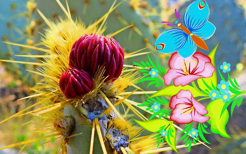 Cactus Bloom, flower, nature, cactus, southwest, HD wallpaper
