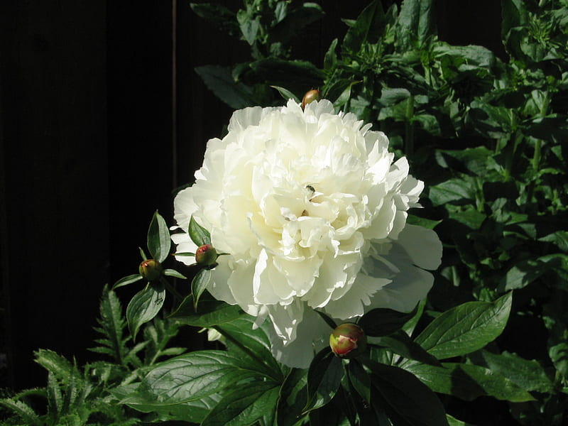 In full bloom, flower, full bloom, white rose, rosebush, HD wallpaper