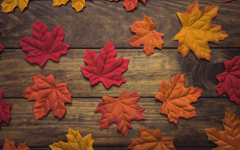 :-), red, autumn, maple, toamna, card, leaf, texture, skin, wood, HD wallpaper